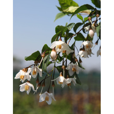 STYRAX japonicus (Styrax du Japon)