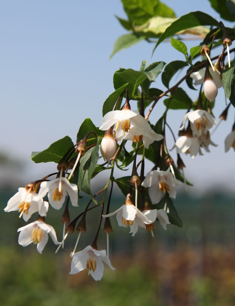 STYRAX japonicus (Styrax du Japon)