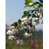 STYRAX japonicus (Styrax du Japon)