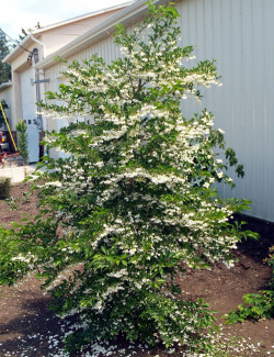 STYRAX japonicus