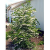 STYRAX japonicus (Styrax du Japon)