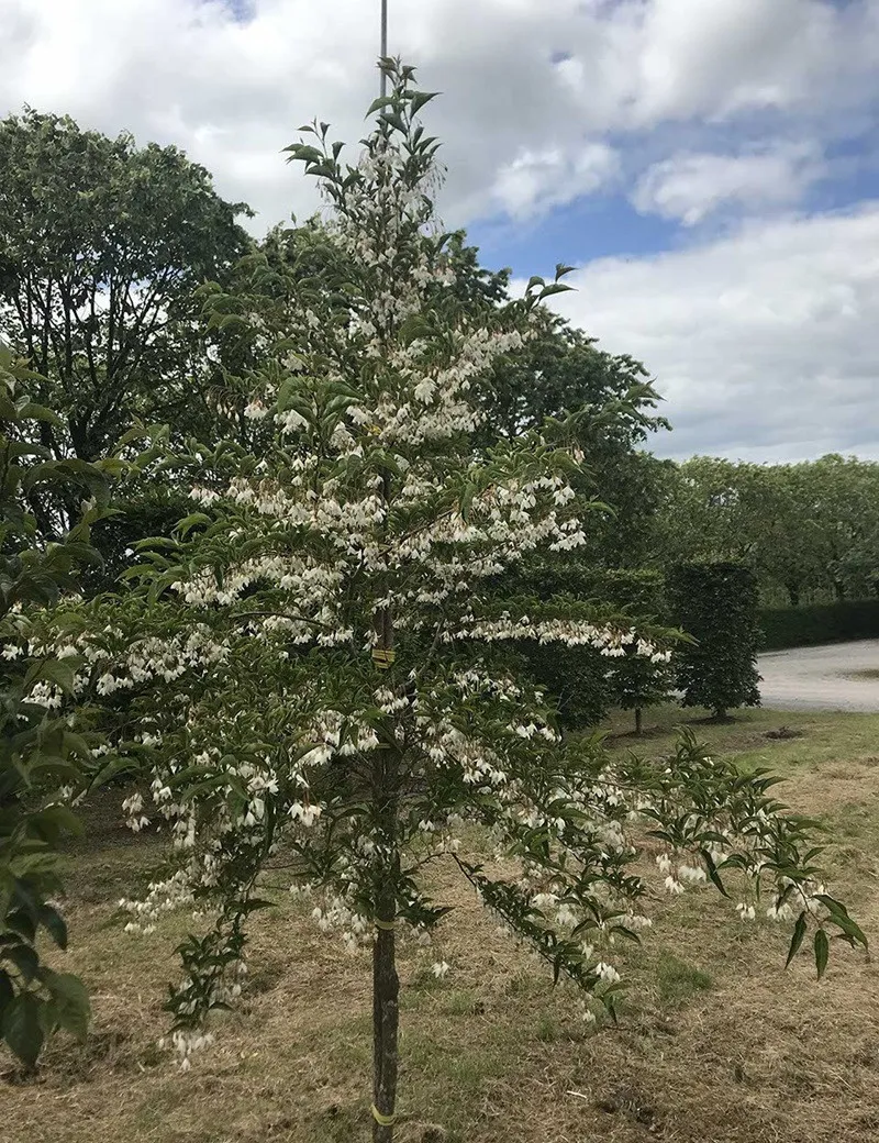 STYRAX japonicus (Styrax du Japon)