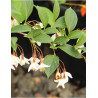 STYRAX japonicus (Styrax du Japon)