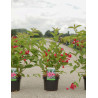 WEIGELA RED PRINCE (Weigelia) En pot de 4-5 litres forme buisson