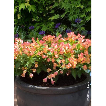 WEIGELA ALL SUMMER PEACH® (Weigelia)