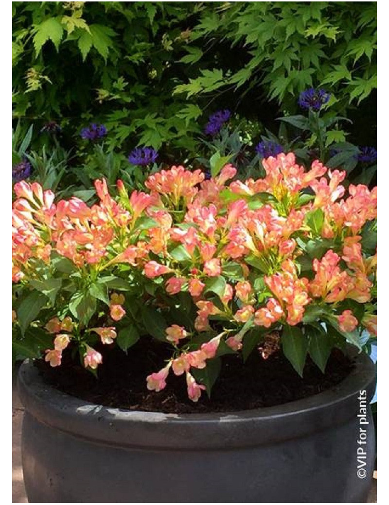 WEIGELA ALL SUMMER PEACH® (Weigelia)