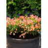 WEIGELA ALL SUMMER PEACH® (Weigelia)