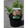 WEIGELA ALL SUMMER PEACH® (Weigelia) En pot de 4-5 litres forme buisson