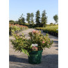 WEIGELA ALL SUMMER PEACH® (Weigelia) En pot de 10-12 litres forme buisson