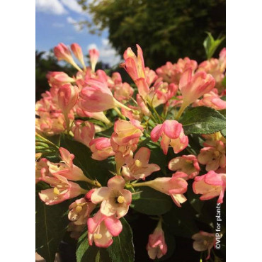 WEIGELA ALL SUMMER PEACH® (Weigelia)