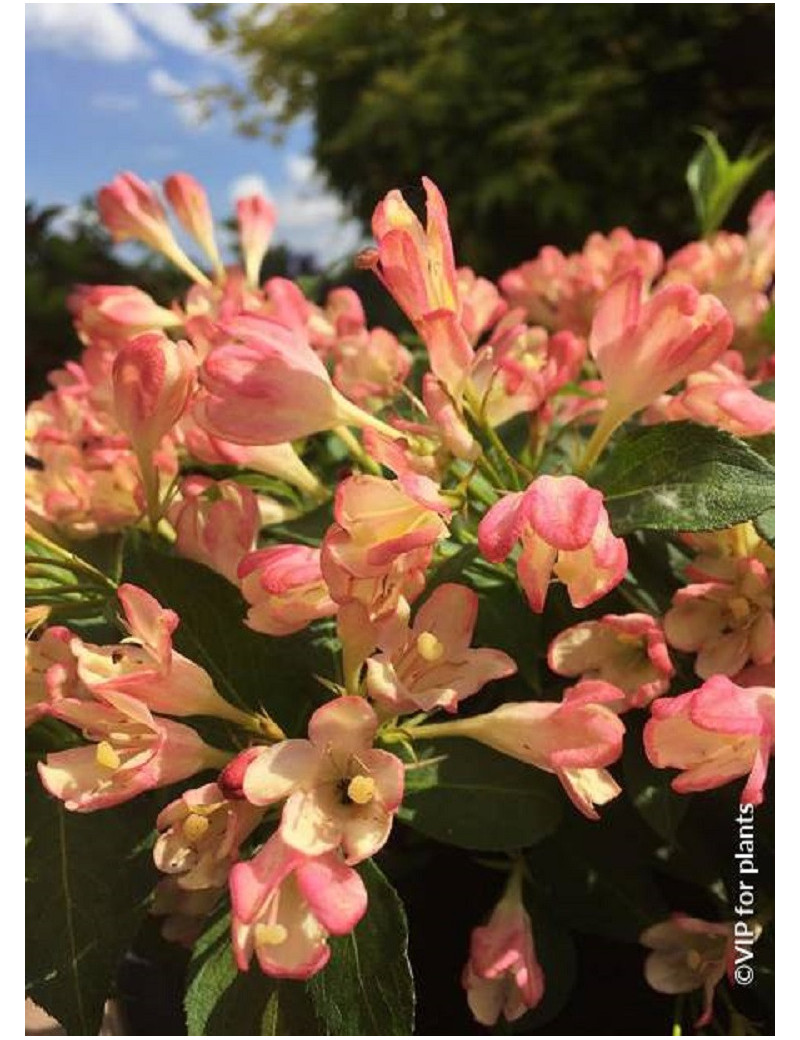 WEIGELA ALL SUMMER PEACH® (Weigelia)