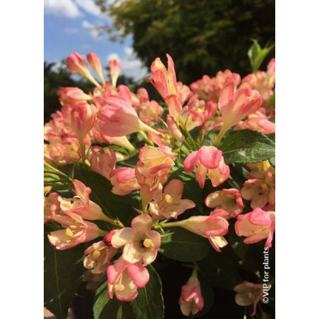 WEIGELA ALL SUMMER PEACH® (Weigelia)