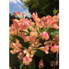 WEIGELA ALL SUMMER PEACH® (Weigelia)