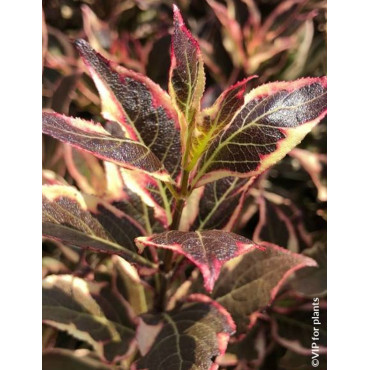 WEIGELA ALL SUMMER MONET® (Weigelia)