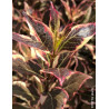 WEIGELA ALL SUMMER MONET® (Weigelia)