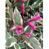 WEIGELA ALL SUMMER MONET® (Weigelia)