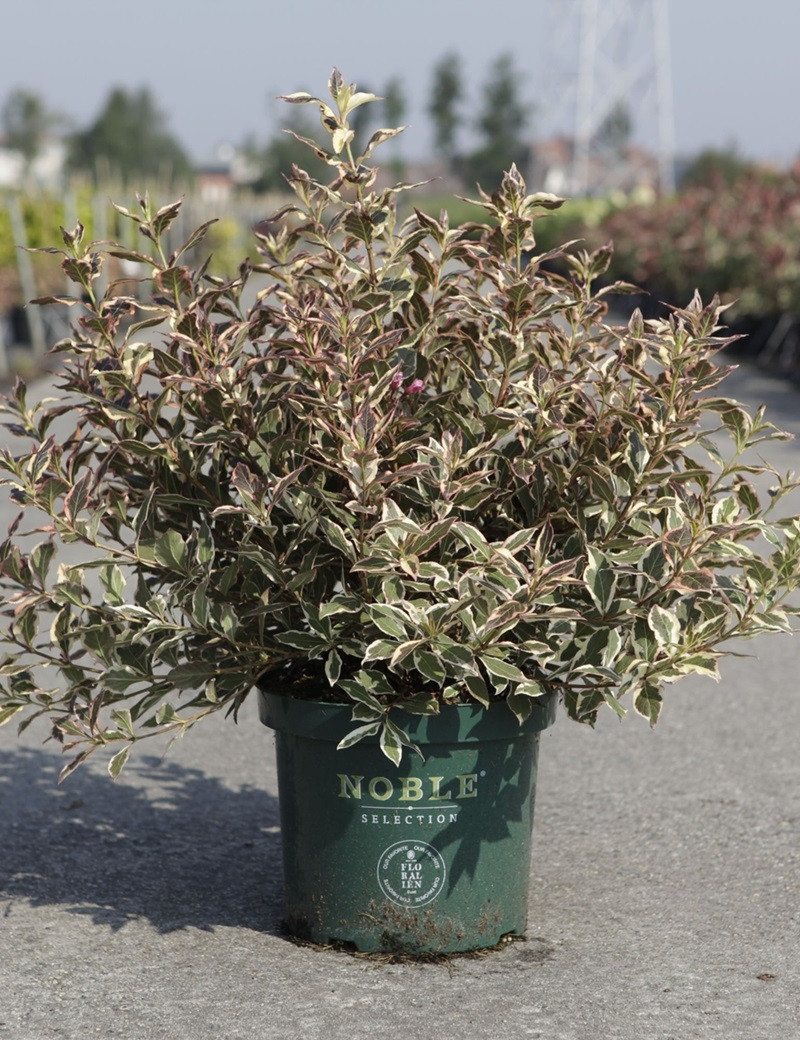 weigela-all-summer-monet-weigelia