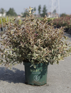 WEIGELA ALL SUMMER MONET En pot de 10-12 litres