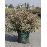 WEIGELA ALL SUMMER MONET® (Weigelia) En pot de 10-12 litres forme buisson