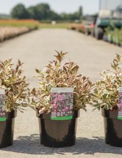 WEIGELA ALL SUMMER MONET En pot de 3-4 litres