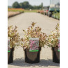 WEIGELA ALL SUMMER MONET® (Weigelia) En pot de 3-4 litres forme buisson