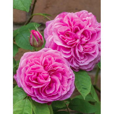 ROSIER DAVID AUSTIN GERTRUDE JEKYLL® (Rosier anglais)