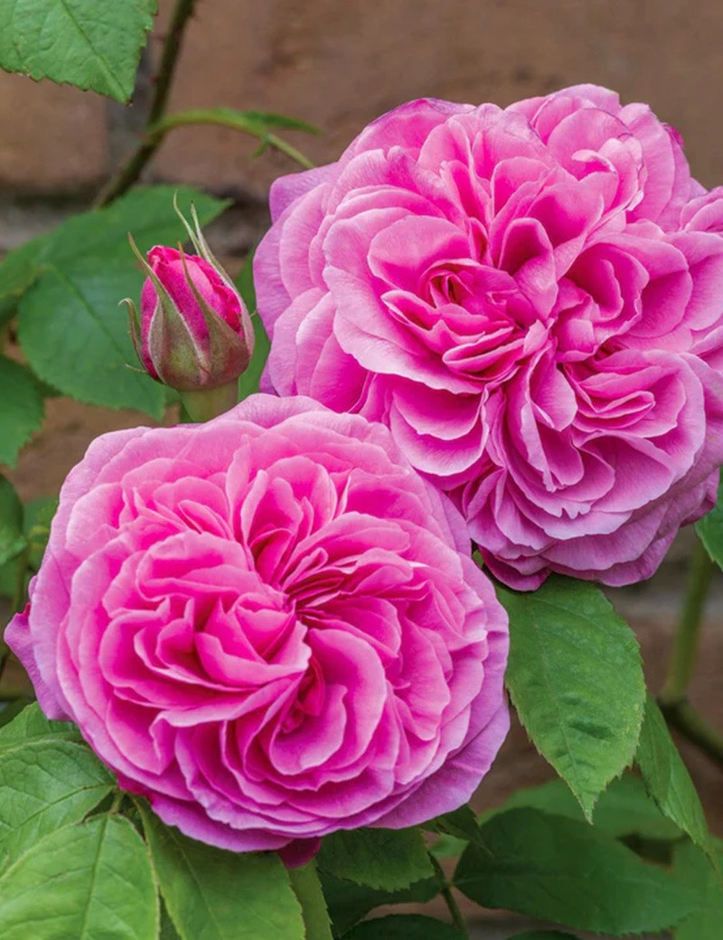 ROSIER DAVID AUSTIN GERTRUDE JEKYLL® (Rosier anglais)