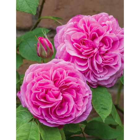 ROSIER DAVID AUSTIN GERTRUDE JEKYLL® (Rosier anglais)