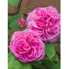 ROSIER DAVID AUSTIN GERTRUDE JEKYLL® (Rosier anglais)