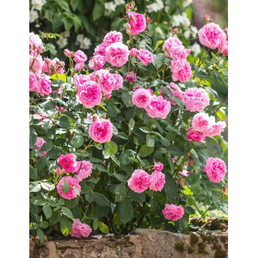 ROSIER DAVID AUSTIN GERTRUDE JEKYLL® (Rosier anglais)