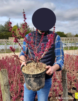 CERCIS chinensis AVONDALE En pot de 10-12 litres buisson hauteur 040-060 cm