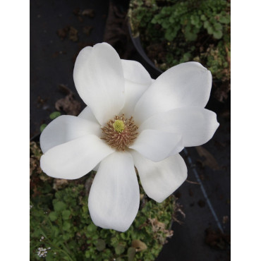 MAGNOLIA denudata DOUBLE DIAMOND (Magnolier)