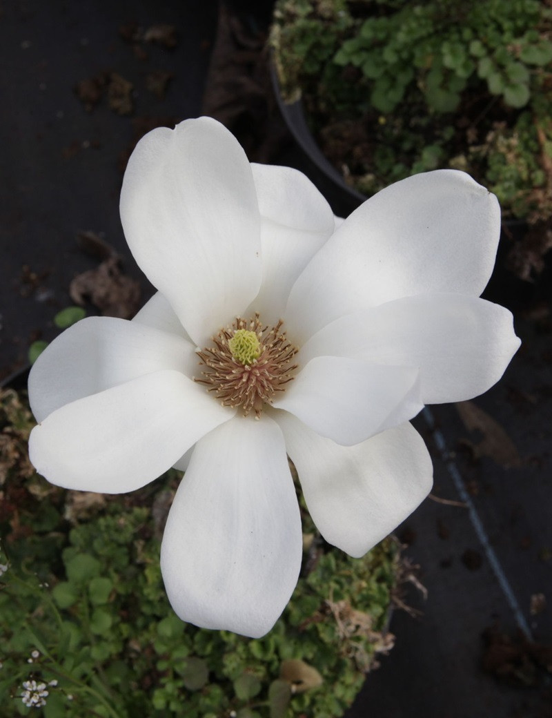 MAGNOLIA denudata DOUBLE DIAMOND (Magnolier)