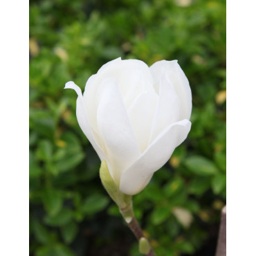 MAGNOLIA denudata DOUBLE DIAMOND (Magnolier)