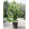 MAGNOLIA denudata DOUBLE DIAMOND (Magnolier) En pot de 30-35 litres forme buisson