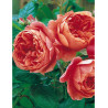 ROSIER DAVID AUSTIN SUMMER SONG® (Rosier anglais)