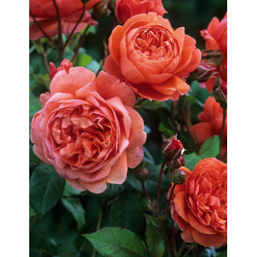 ROSIER DAVID AUSTIN SUMMER SONG® (Rosier anglais)