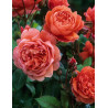 ROSIER DAVID AUSTIN SUMMER SONG® (Rosier anglais)