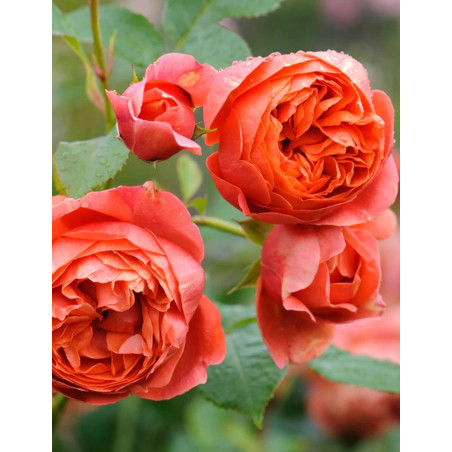 ROSIER DAVID AUSTIN SUMMER SONG® (Rosier anglais)