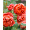 ROSIER DAVID AUSTIN SUMMER SONG® (Rosier anglais)