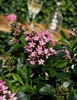 ESCALLONIA laevis PINK ELLE