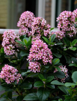 ESCALLONIA laevis PINK ELLE