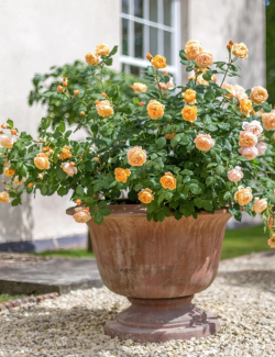 ROSIER DAVID AUSTIN ROALD DALH