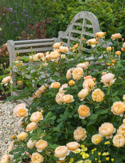 ROSIER DAVID AUSTIN ROALD DALH