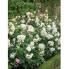 ROSIER DAVID TRANQUILITY® (Rosier anglais)