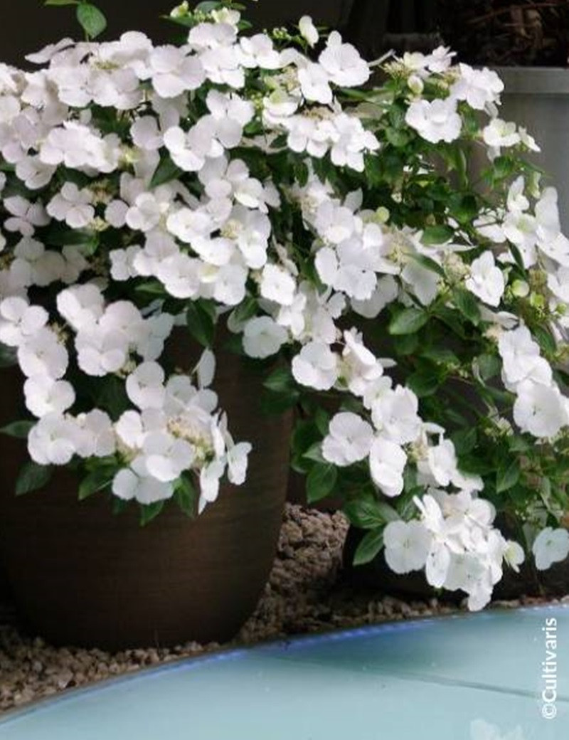 HYDRANGEA RUNAWAY BRIDE® (Hortensia)