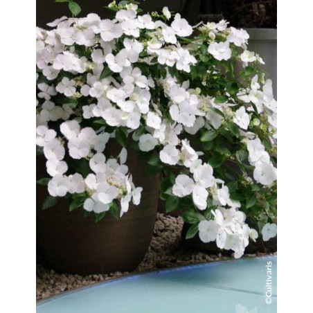 HYDRANGEA RUNAWAY BRIDE® (Hortensia)