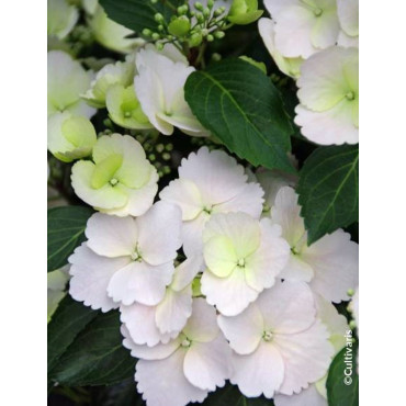 HYDRANGEA RUNAWAY BRIDE® (Hortensia)