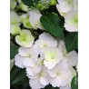 HYDRANGEA RUNAWAY BRIDE® (Hortensia)