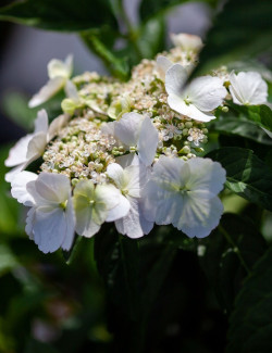 HYDRANGEA RUNAWAY BRIDE